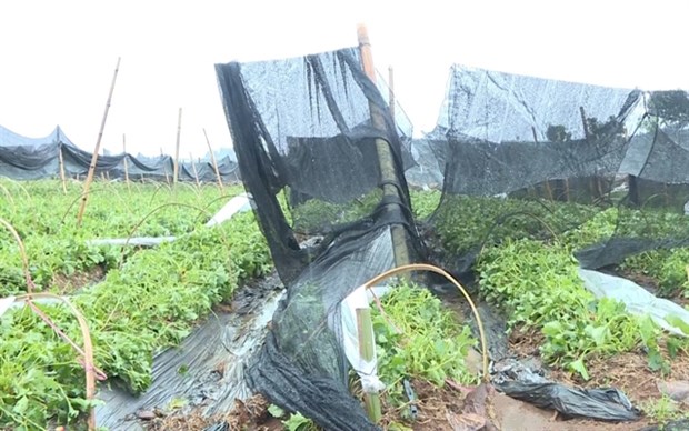 Minister calls for strengthening disaster response Hundreds of houses and several hectares of vegetable and rice crops in the northern mountainous provinces of Son La were reportedly damaged by heavy rain, hail and thunderstorms April 12.— VNA/VNS Photo