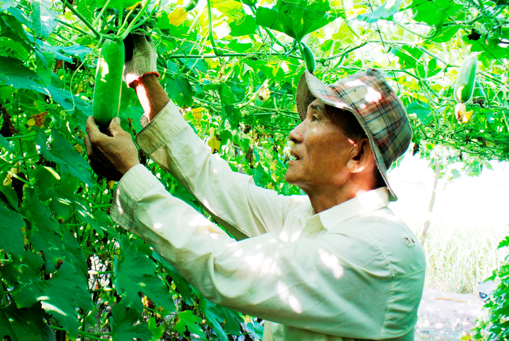 Nông dân trồng rau màu cũng chủ động nguồn nước để tránh bị ảnh hưởng hạn mặn