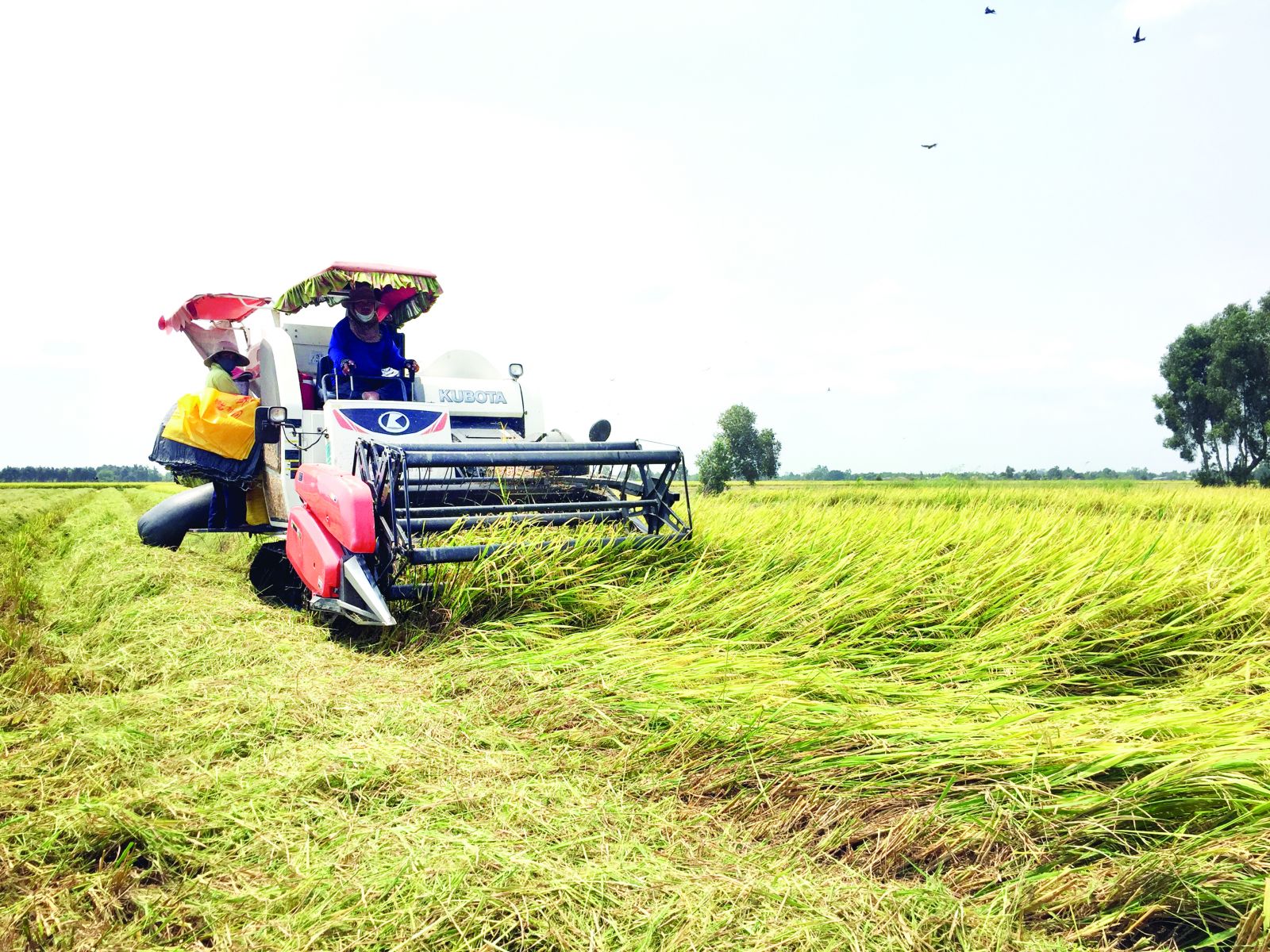 Long An today Dong Thap Muoi region of the province is the granary of the province and the region