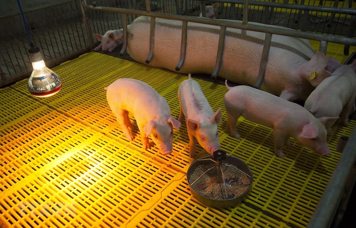 Chuồng nuôi lợn giống của một hộ nông dân ở huyện Tân Hiệp, Kiên Giang. (Ảnh: Hồng Đạt/TTXVN)