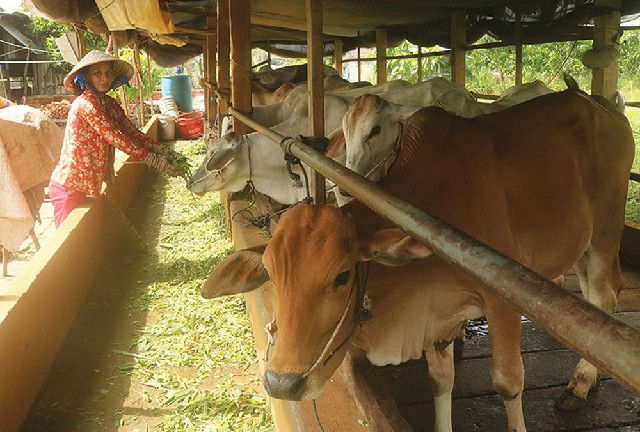 Chị Trần Thị Xuân thoát nghèo từ mô hình trồng cỏ nuôi bò sinh sản