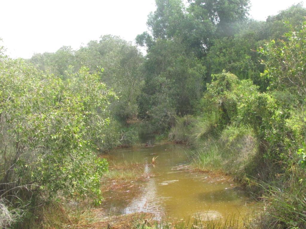 Một góc khu vực rừng nguyên sinh trong Khu Bảo tồn đa dạng sinh học Đồng Tháp Mười, thị trấn Bình Phong Thạnh, huyện Mộc Hóa - khu vực đang được bảo vệ và phát triển