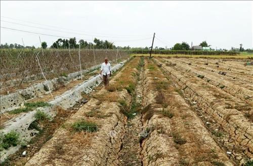 Mekong Delta province faces severe water shortage A pumpkin field affected by drought and saltwater intrusion in Long An province (Photo: VNA)
