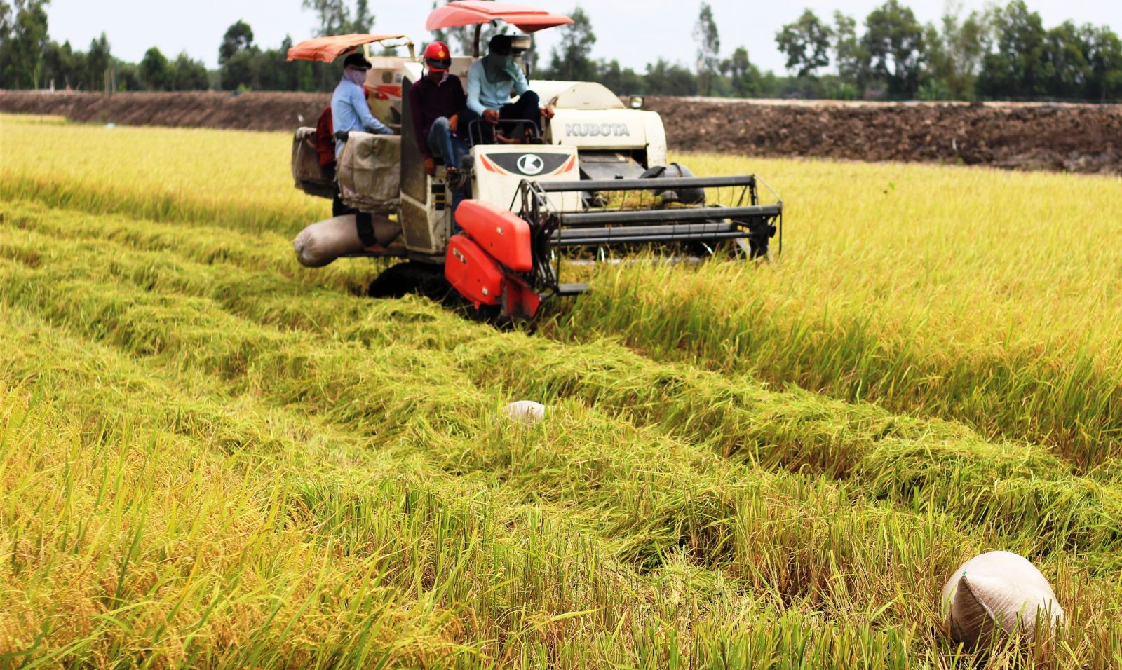 Farmers use machines from sowing to harvesting rice