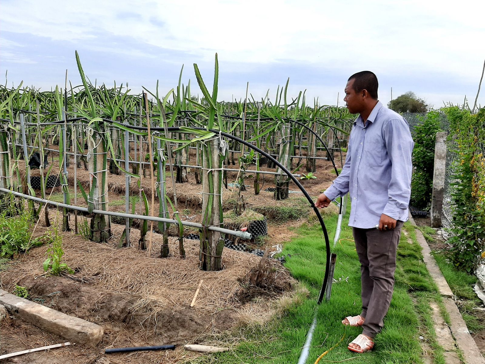 Vườn thanh long tổ yến của anh Khang được trồng theo hướng hữu cơ, đầu tư hệ thống tưới phun và tưới nhỏ giọt tự động phục vụ việc bón phân cho vườn. Tất cả đều được điều khiển từ xa