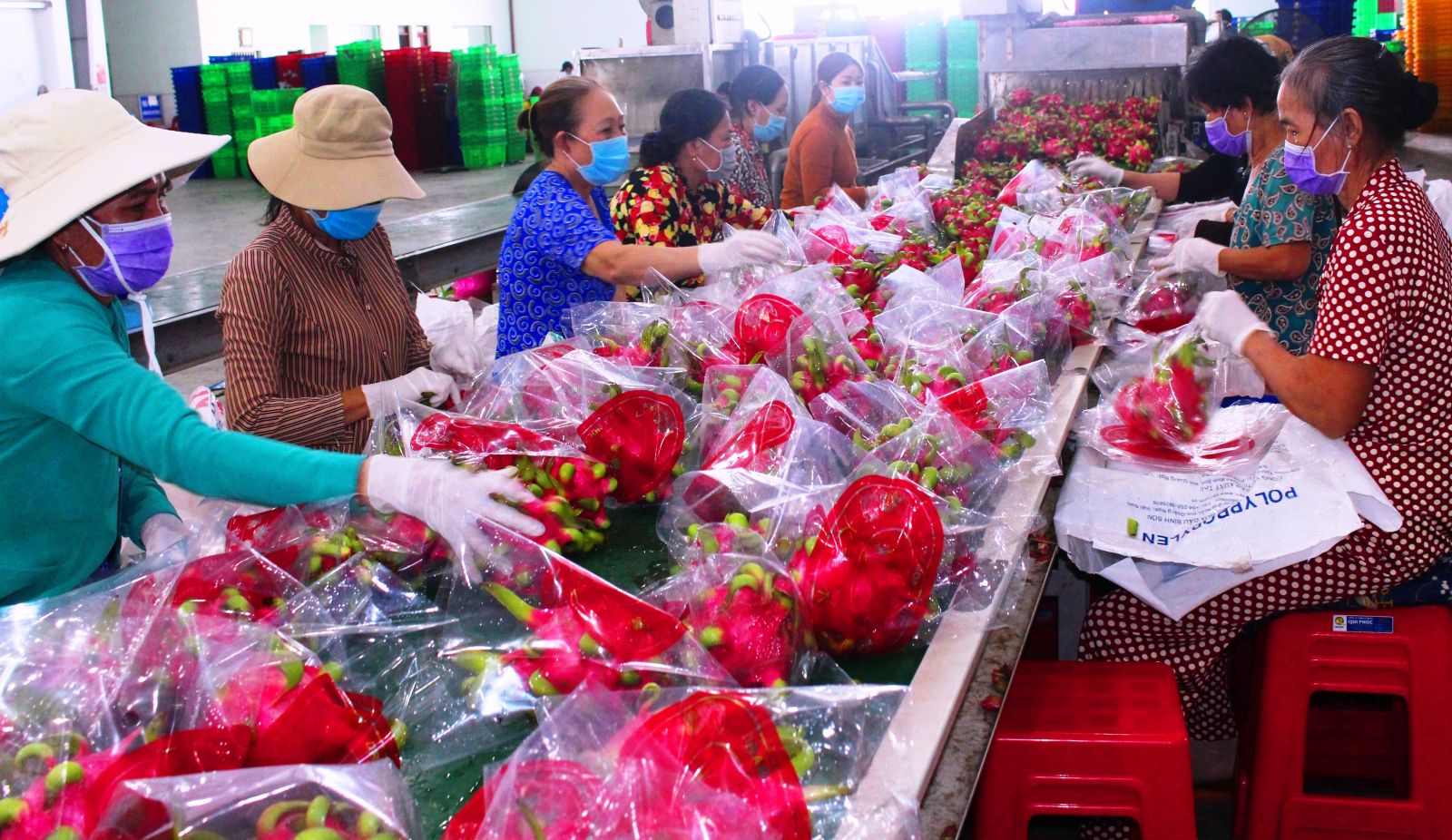 Cần liên kết chuỗi sản xuất và tiêu thụ thanh long Để thanh long có đầu ra ổn định, cần liên kết chuỗi sản xuất - tiêu thụ