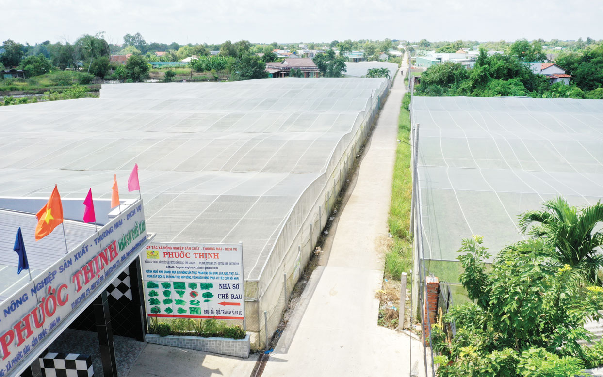 Hợp tác xã sản xuất rau Phước Thịnh, xã Phước Hậu, huyện Cần Giuộc là một trong những hợp tác xã điểm xây dựng được chuỗi giá trị nâng cao thu nhập cho  người dân