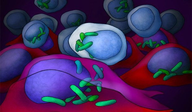 Nhóm các nhà khoa học tại WIS đã tìm thấy vi khuẩn trong các tế bào của tất cả các loại ung thư. (Nguồn: twitter.com)