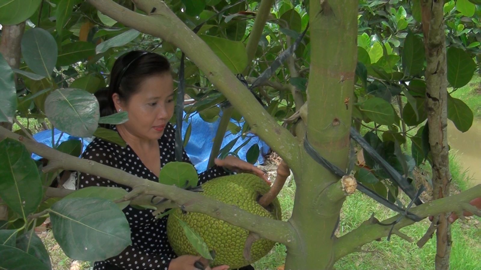 An Giang Chống nạng trồng mít Thái hái trái phải dùng thuyền chở #21 An Giang Chống nạng trồng mít Thái hái trái phải dùng thuyền chở