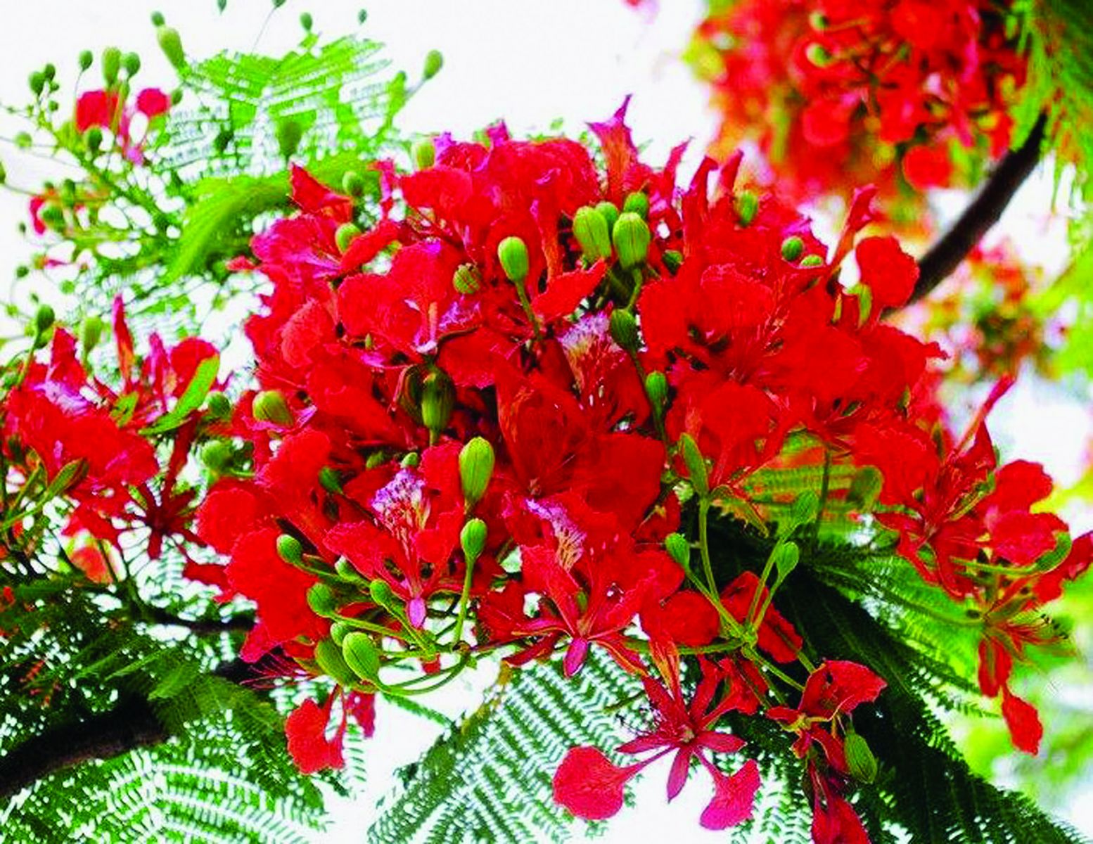Em hãy tả cây phượng và tiếng ve vào một ngày hè trungcapluatbmteduvn #22 Em hãy tả cây phượng và tiếng ve vào một ngày hè trungcapluatbmteduvn