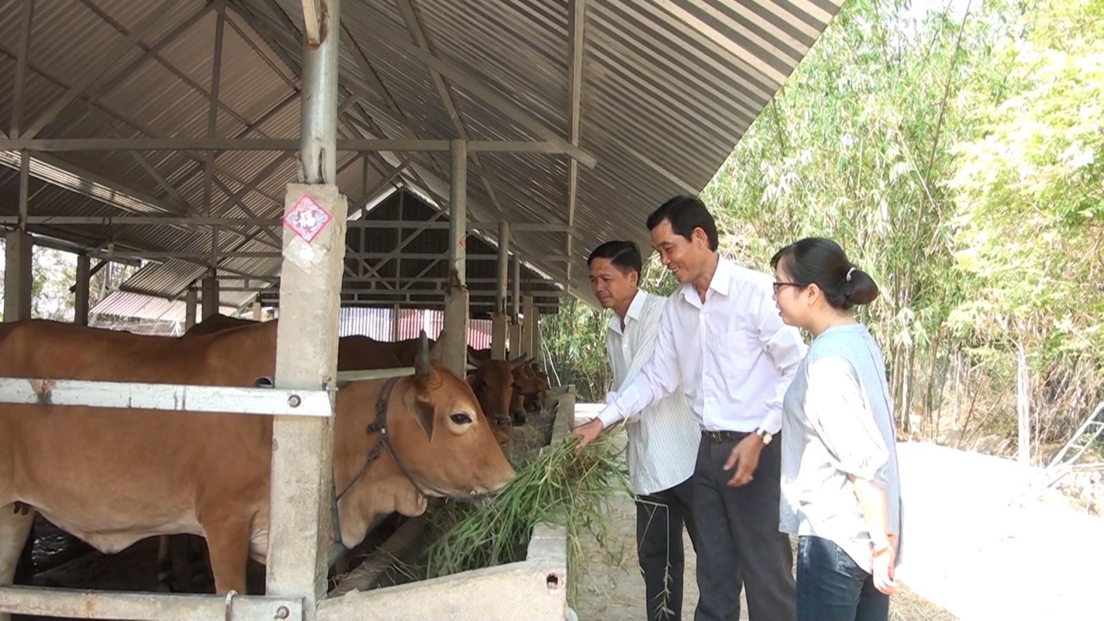 Chăn nuôi bò trên địa bàn huyện dần hướng đến ứng dụng công nghệ cao