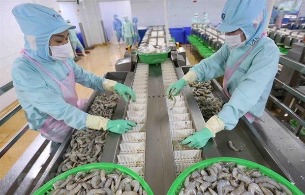 Ca Mau strives for 1.9 billion USD in export value in 2025 Shrimp being processed at a Minh Phu Seafood Corp factory in Ca Mau. Seafood is one of the province's key export items. (Photo: VNA)