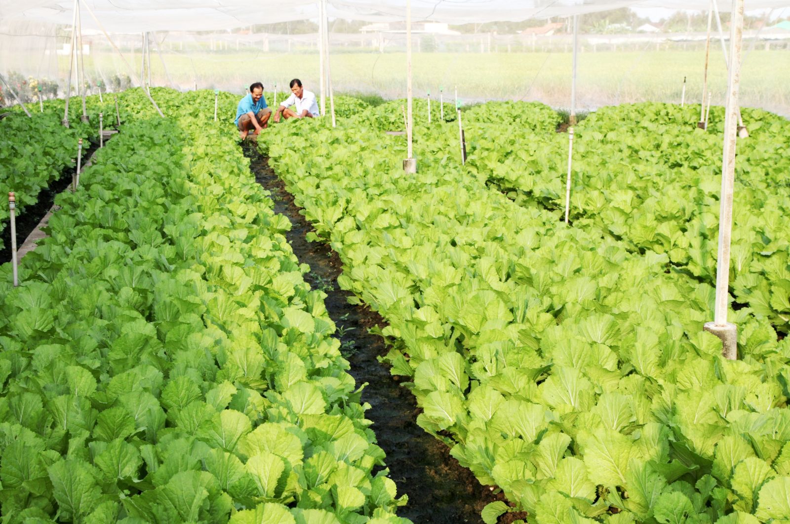 Nông dân xã Phước Vân trồng rau trong nhà lưới đạt hiệu quả cao