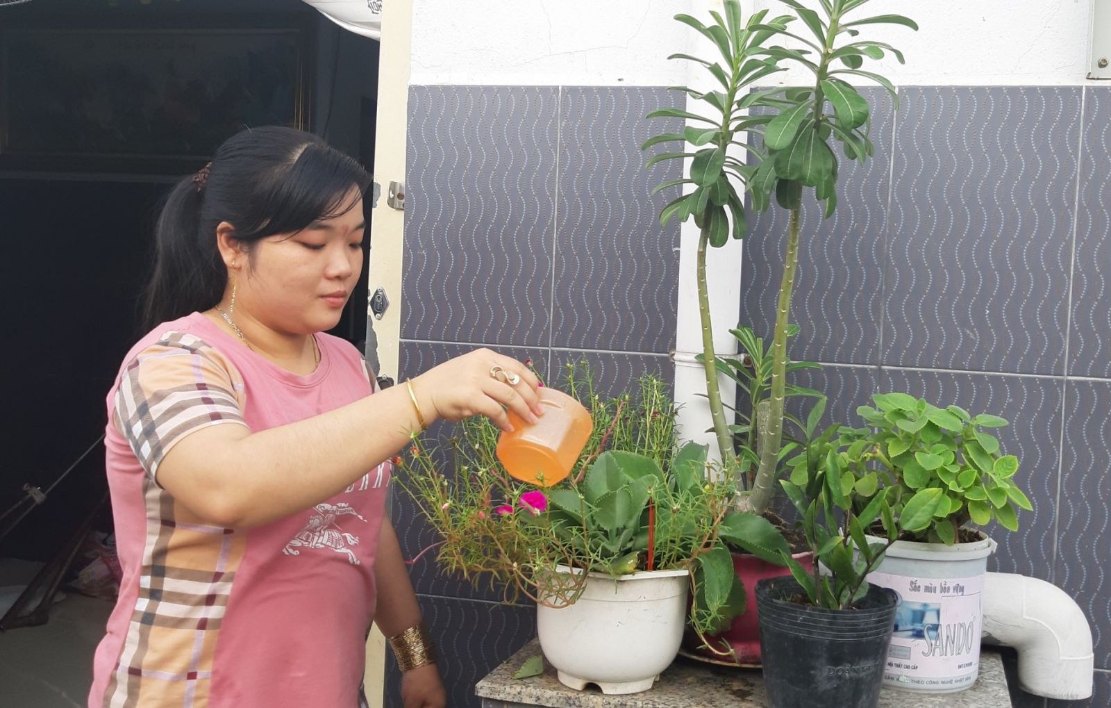Không chỉ chủ nhà trọ trồng cây xanh, chị Nguyễn Thị Cúc - người thuê tại nhà trọ Minh Đại, cũng tự trồng cây, tạo thêm không gian xanh cho phòng