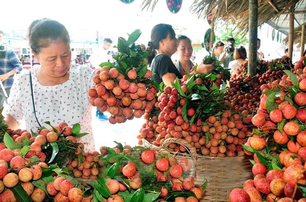 Veggie, fruit exports exceed 1.5 billion USD in first half Consumers choose bunches of lychee (Photo: hanoimoi.com.vn)