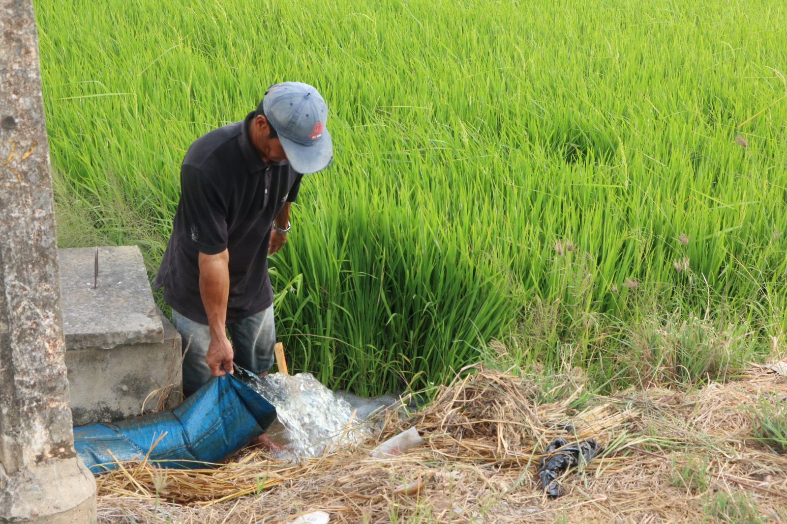 People save rice during the salty drought