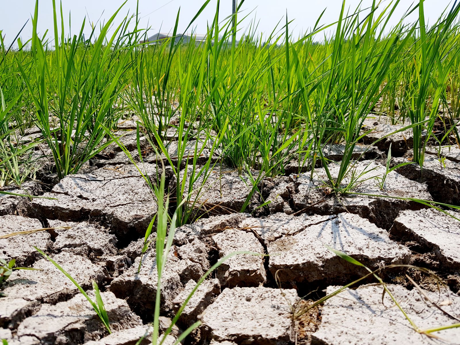 Thousands of hectares of rice fields in the MRD are affected by drought and salinity