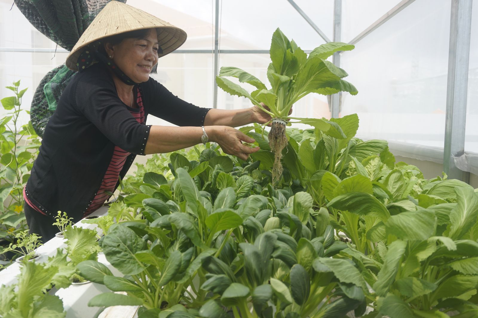 Gia đình bà Nguyễn Kim Hưởng lắp đặt hệ thống trồng rau thủy canh khoảng 30 triệu đồng