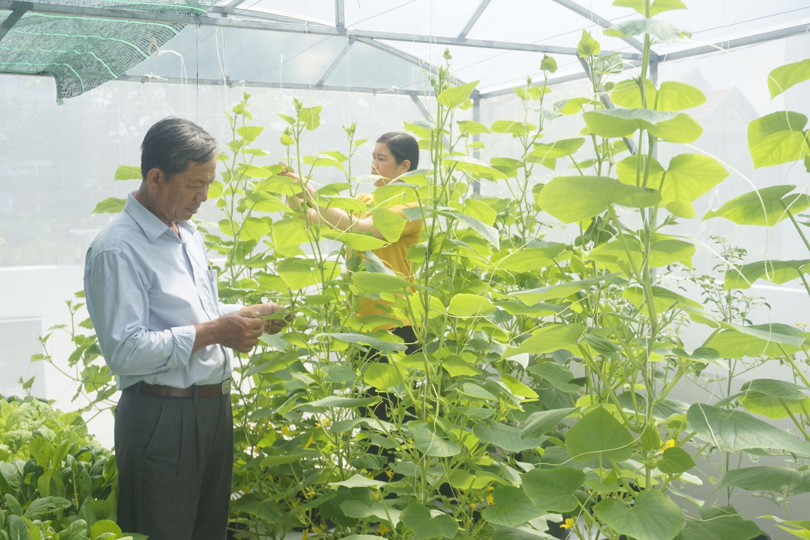 Các kỹ sư Trung tâm Dịch vụ Nông nghiệp huyện kiểm tra, hướng dẫn chăm sóc rau thủy canh cho các hộ gia đình