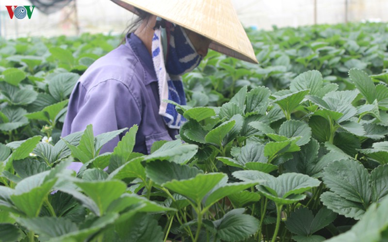 Phê duyệt Đề án phát triển nông nghiệp hữu cơ giai đoạn 2020-2030