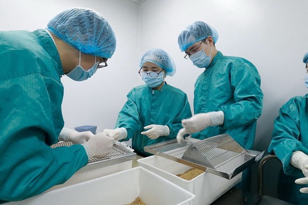 Vắcxin COVID-19 do Việt Nam sản xuất vượt tiến độ dự kiến Các nhà nghiên cứu của Vabiotech đang tiến hành lấy mẫu máu chuột để đánh giá kháng thể đáp ứng miễn dịch sau tiêm. (Nguồn: Vietnam+)