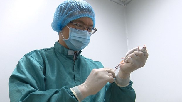 Vắcxin COVID-19 do Việt Nam sản xuất vượt tiến độ dự kiến Các nhà nghiên cứu của Vabiotech đang tiến hành lấy mẫu máu chuột để đánh giá kháng thể đáp ứng miễn dịch sau tiêm. (Nguồn: Vietnam+)