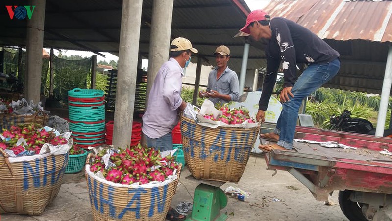 Đầu ra trái thanh long gặp khó khăn do chưa mở rộng thị trường xuất khẩu