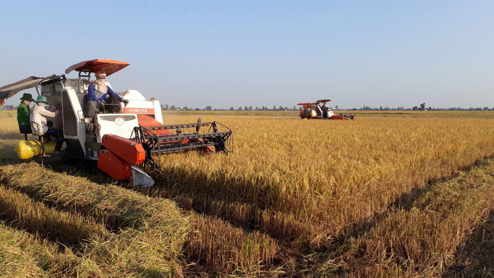 By this time, farmers harvest nearly 34,000 hectares of Summer-Autumn rice crop 2020