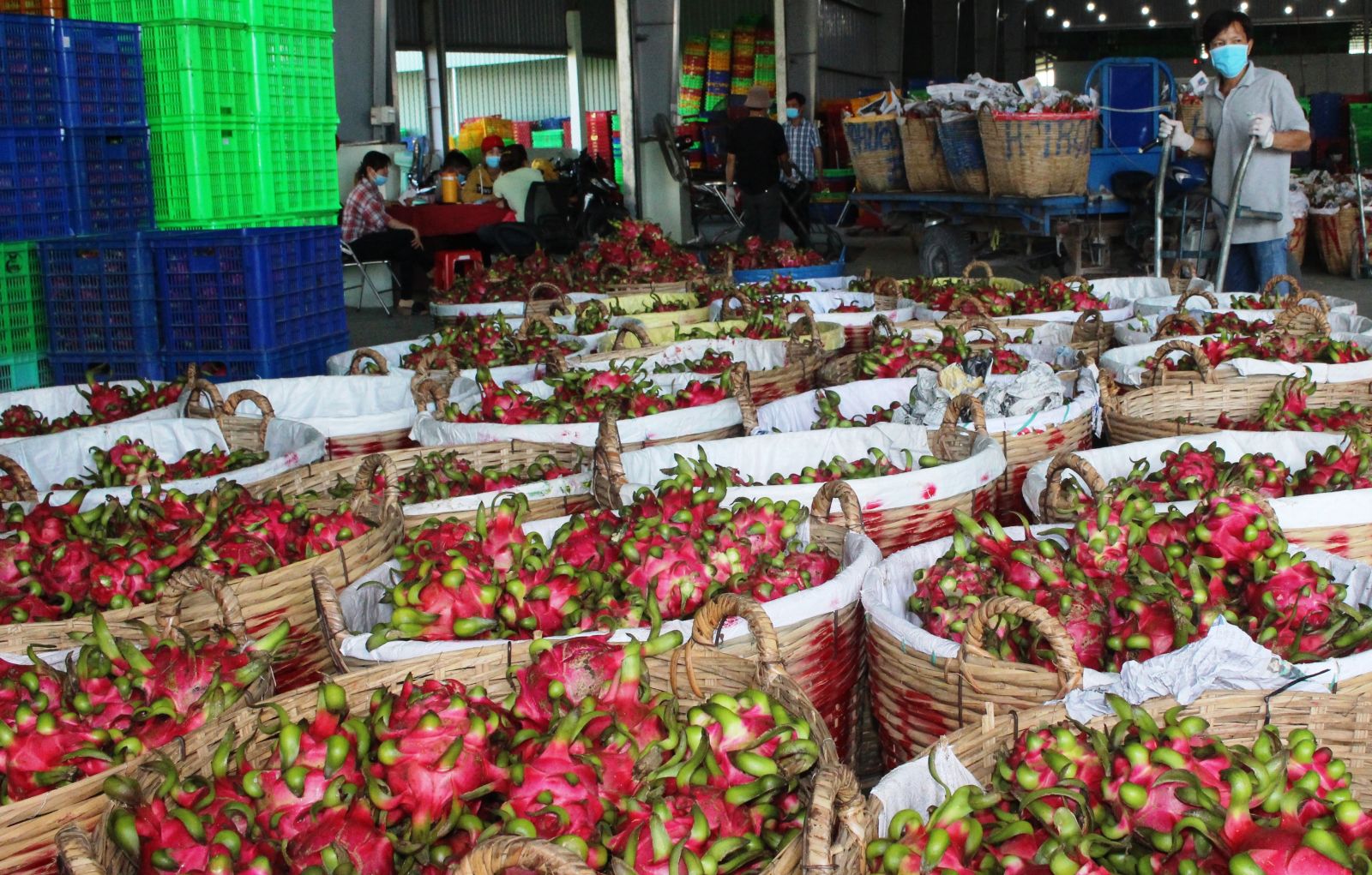 Giá thanh long dần hồi phục