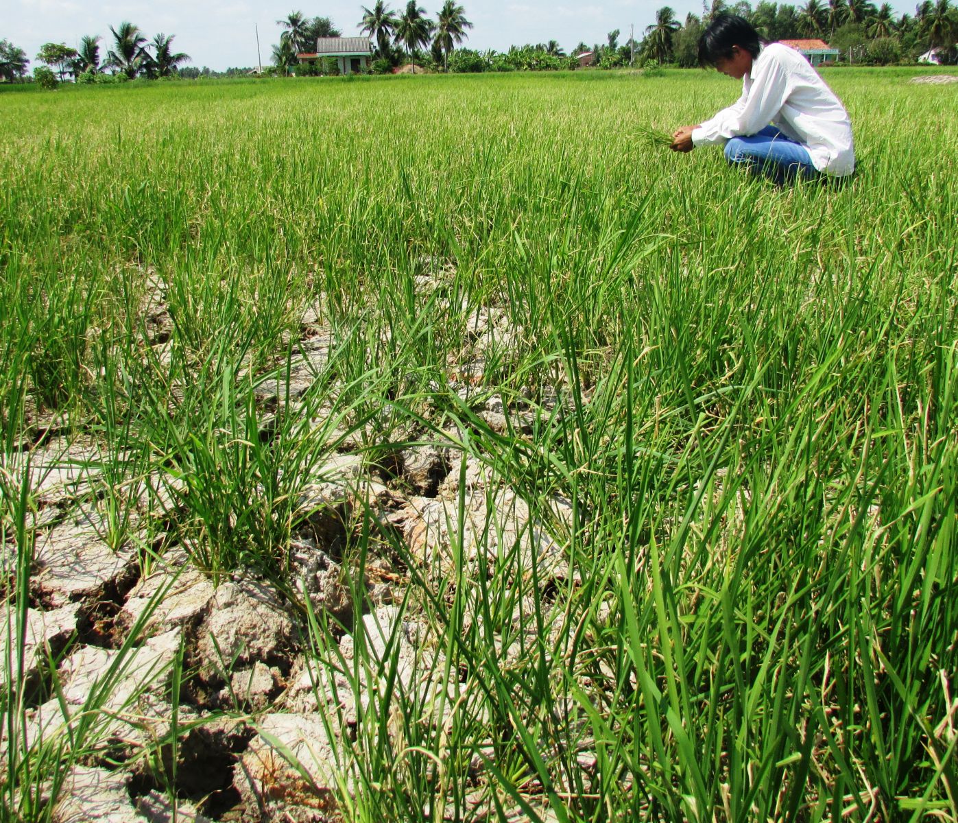 Estimated total loss due to drought and salinity in 2019-2020 is 55 billion VND, a deep decrease compared to damage of historic drought and salinity in years 2015-2016 with 194 billion VND