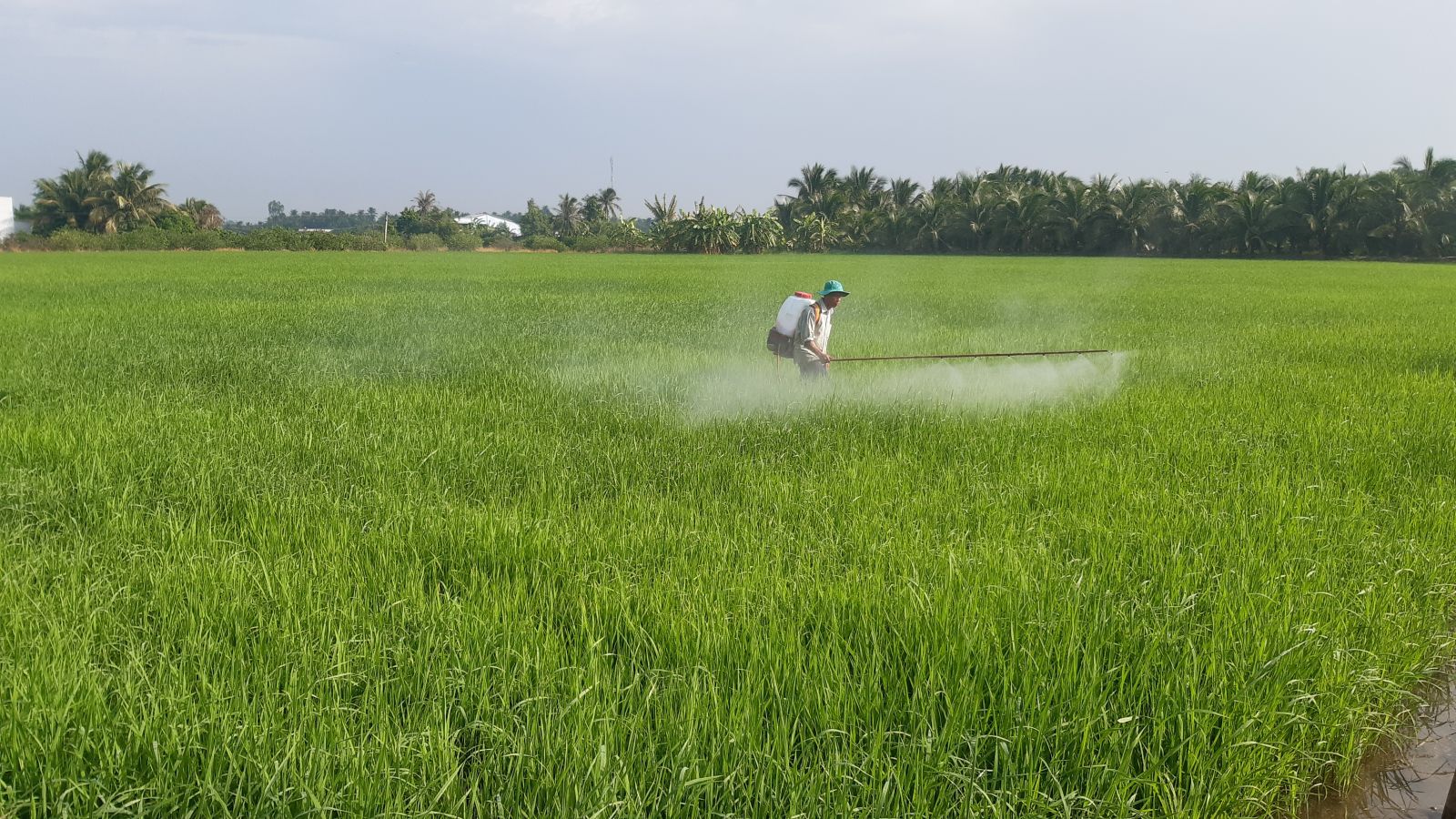 By this time, the whole province sowed SA rice crop 2020 was 214,558 out of 217,640 hectares, reaching more than 98 percent of the plan