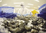 Trung Quốc ngừng bán tôm nhập khẩu của Ecuador do lo ngại SARS-CoV-2