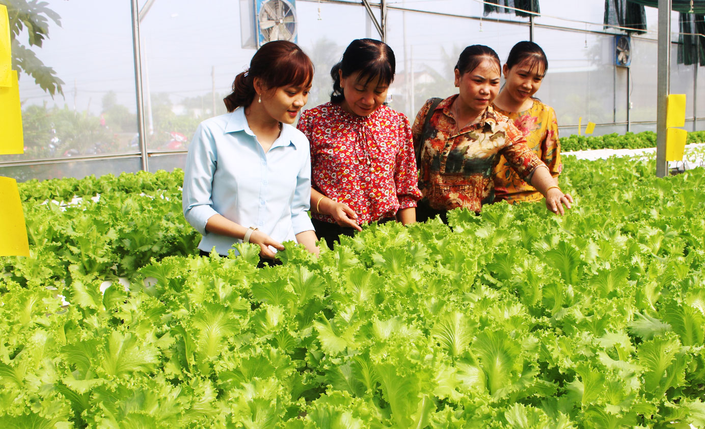 Rau được chọn làm sản phẩm trong chương trình OCOP