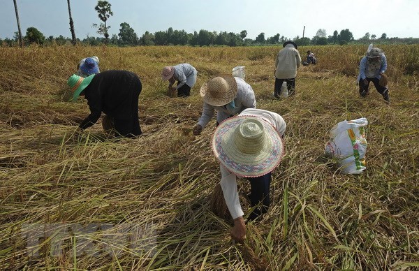 Nông dân Thái Lan thu hoạch lúa trên cánh đồng ở quận Takbai, tỉnh Narathiwat. (Nguồn: AFP/TTXVN)