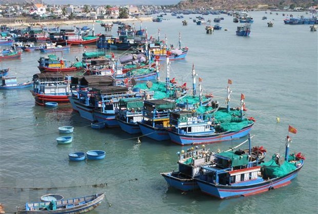 Ministry keeps urging installation of vessel monitoring systems Fishing boats docking in Dam Nai (Nai Lagoon) of Ninh Hai district, Ninh Thuan province (Photo: VNA)