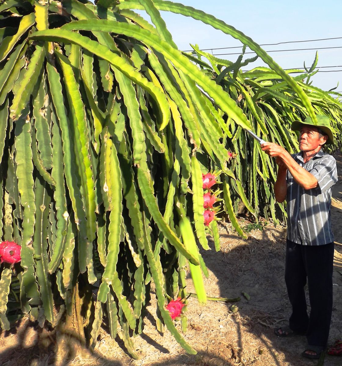 Thanh long công nghệ cao góp phần nâng giá trị sản xuất