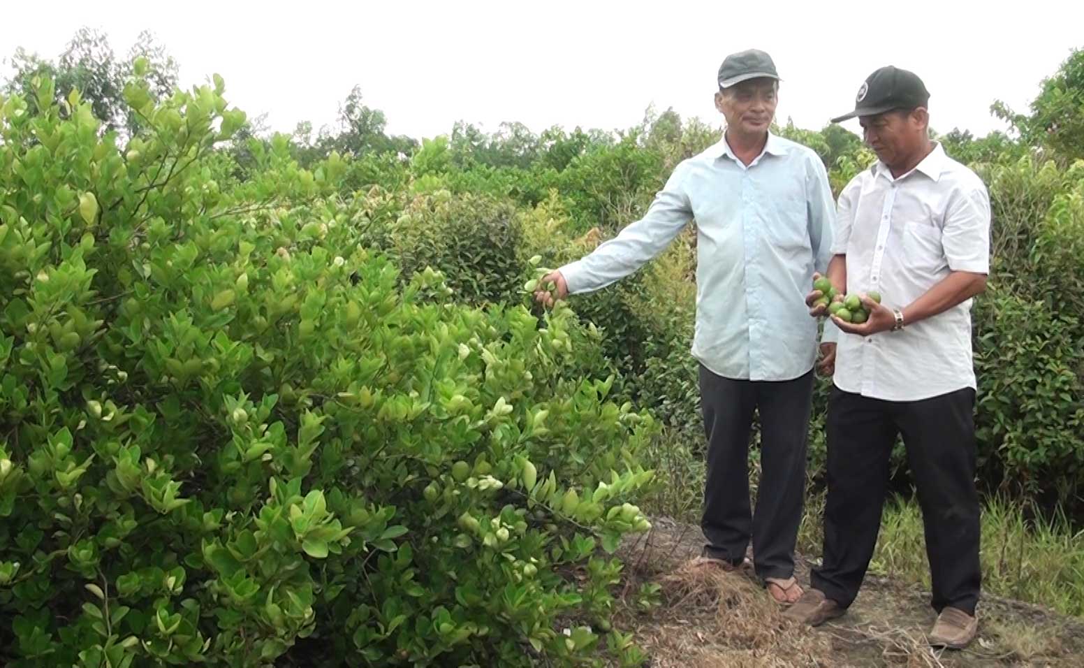 Nông dân phấn khởi vì giá chanh tương đối ổn định