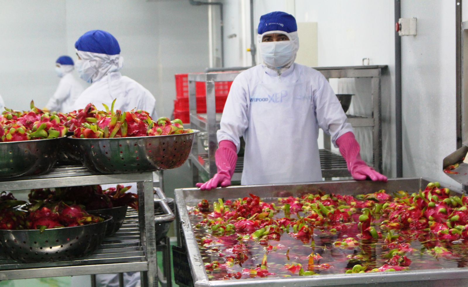 Thanh long công nghệ cao góp phần nâng giá trị sản xuất
