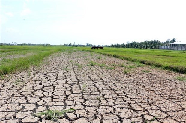 Drought in the Mekong Delta province of Ben Tre (Photo: VNA)