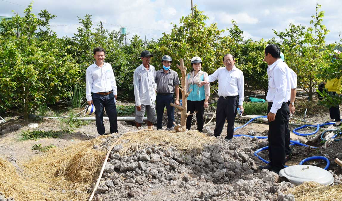 Hội đồng xét công nhận làng nghề trồng mai vàng Tân Tây đến khảo sát thực tế tại các hộ dân