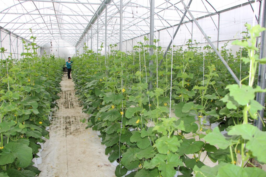 Phát huy hiệu quả hoạt động, tạo liên kết chuỗi giá trị từ các hợp tác xã nông nghiệp