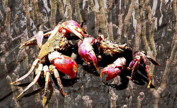 Ở nơi ba khía 'mở hội mở hè' Ảnh: Thanh Dũng