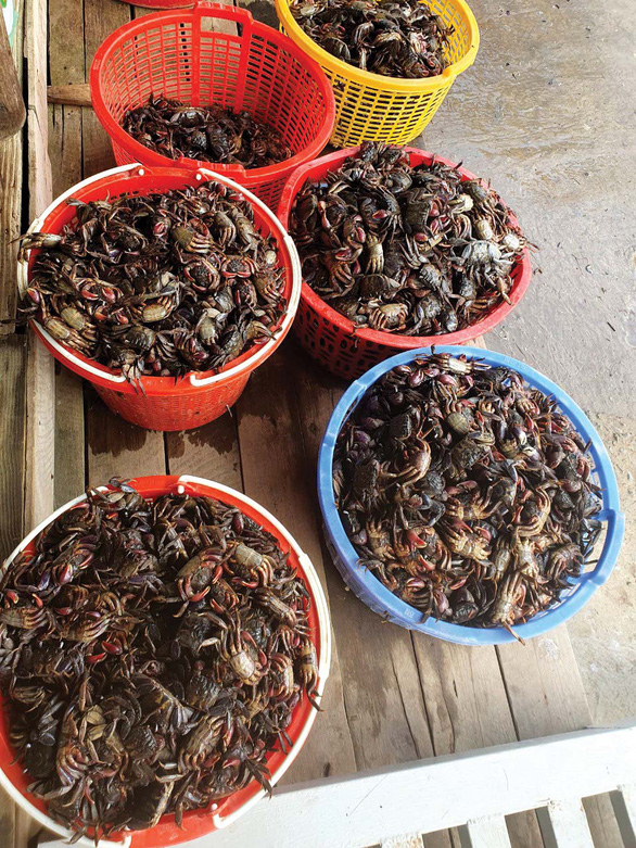 Ở nơi ba khía 'mở hội mở hè' Ba khía muối ngon nhất, nổi tiếng nhất từ xứ Rạch Gốc - Ảnh: Châu Sang