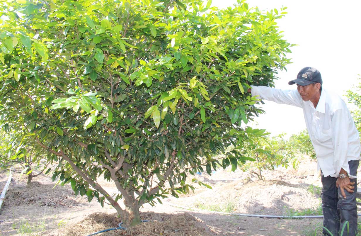 Apricot trees in Tan Tay commune are suitable with the land, develop well, have few pests, diseases and have stable output. Photo: Ngoc Man