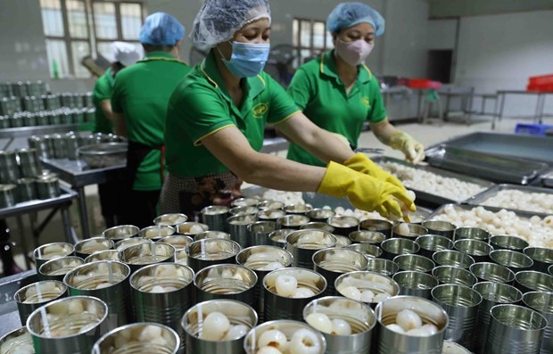 Processing fresh lychee for export (Photo: VNA)