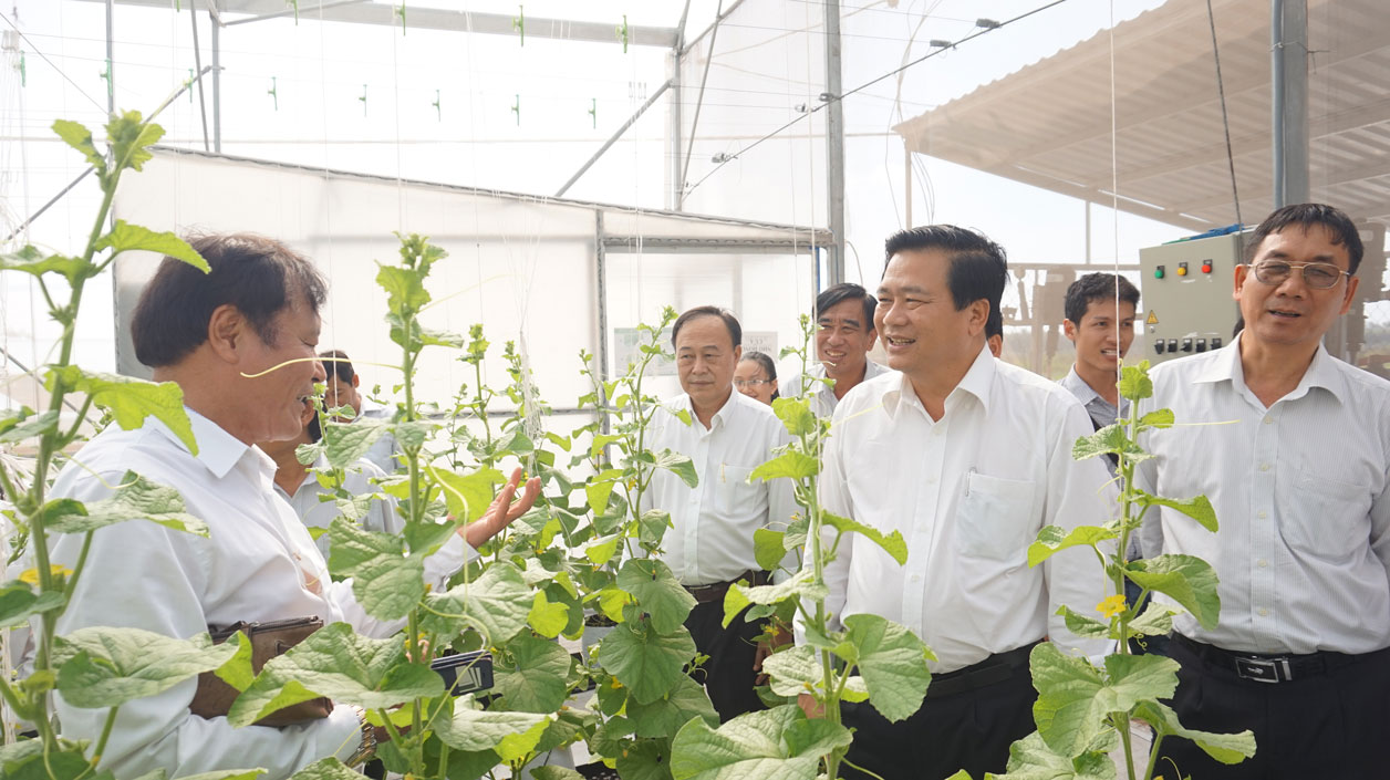 Huyện thu hút doanh nghiệp về đầu tư trang trại trồng dưa lưới theo công nghệ cao tại xã Thạnh An. Ảnh: Hồng Anh