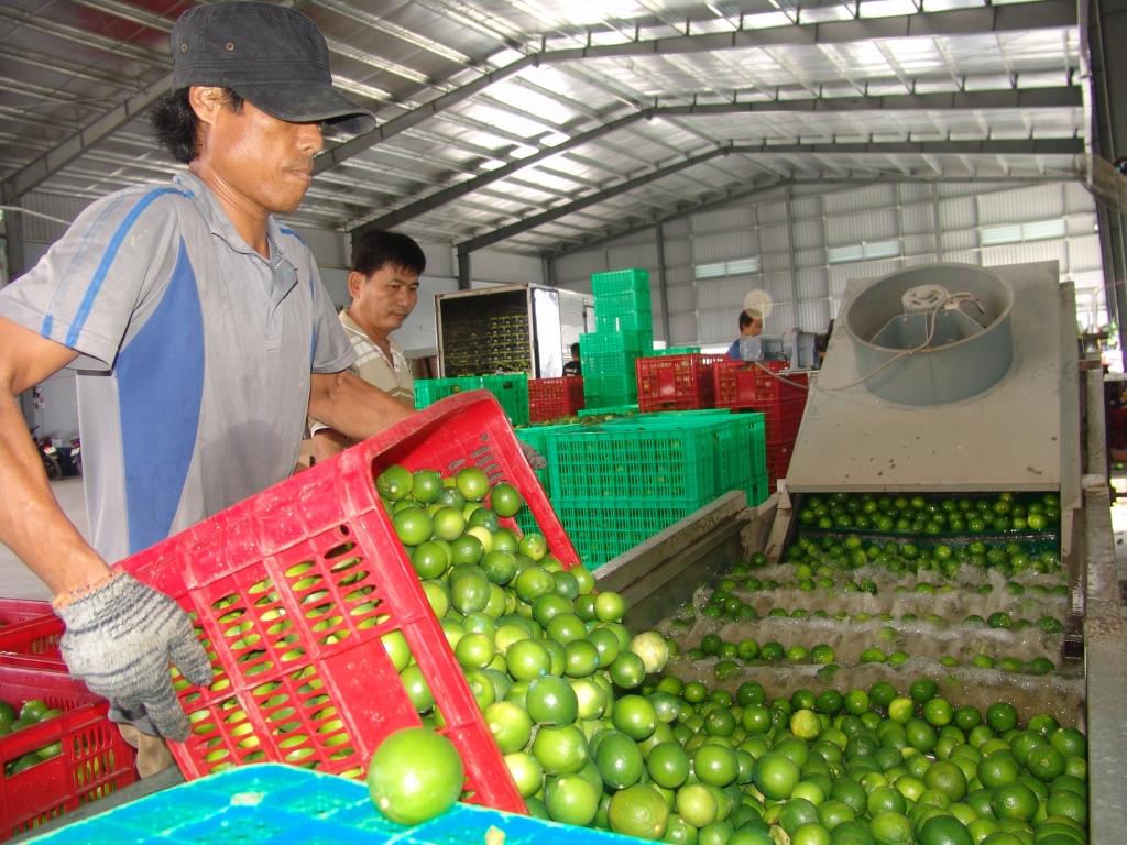 Lemon price is quite high compared to previous years