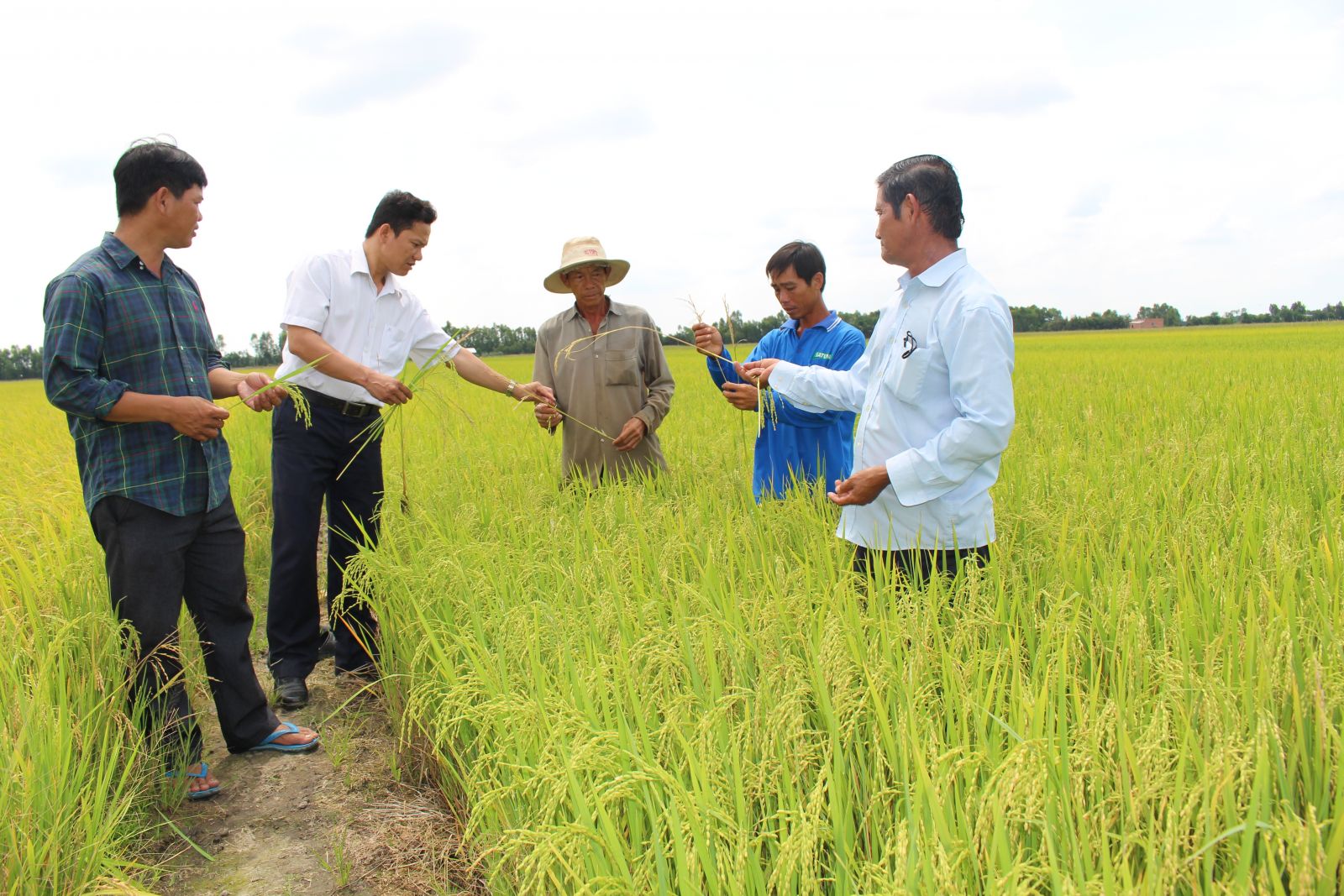 Thời gian tới, huyện chú trọng nâng cao chất lượng và hiệu quả sản xuất lúa ứng dụng công nghệ cao trong vùng quy hoạch