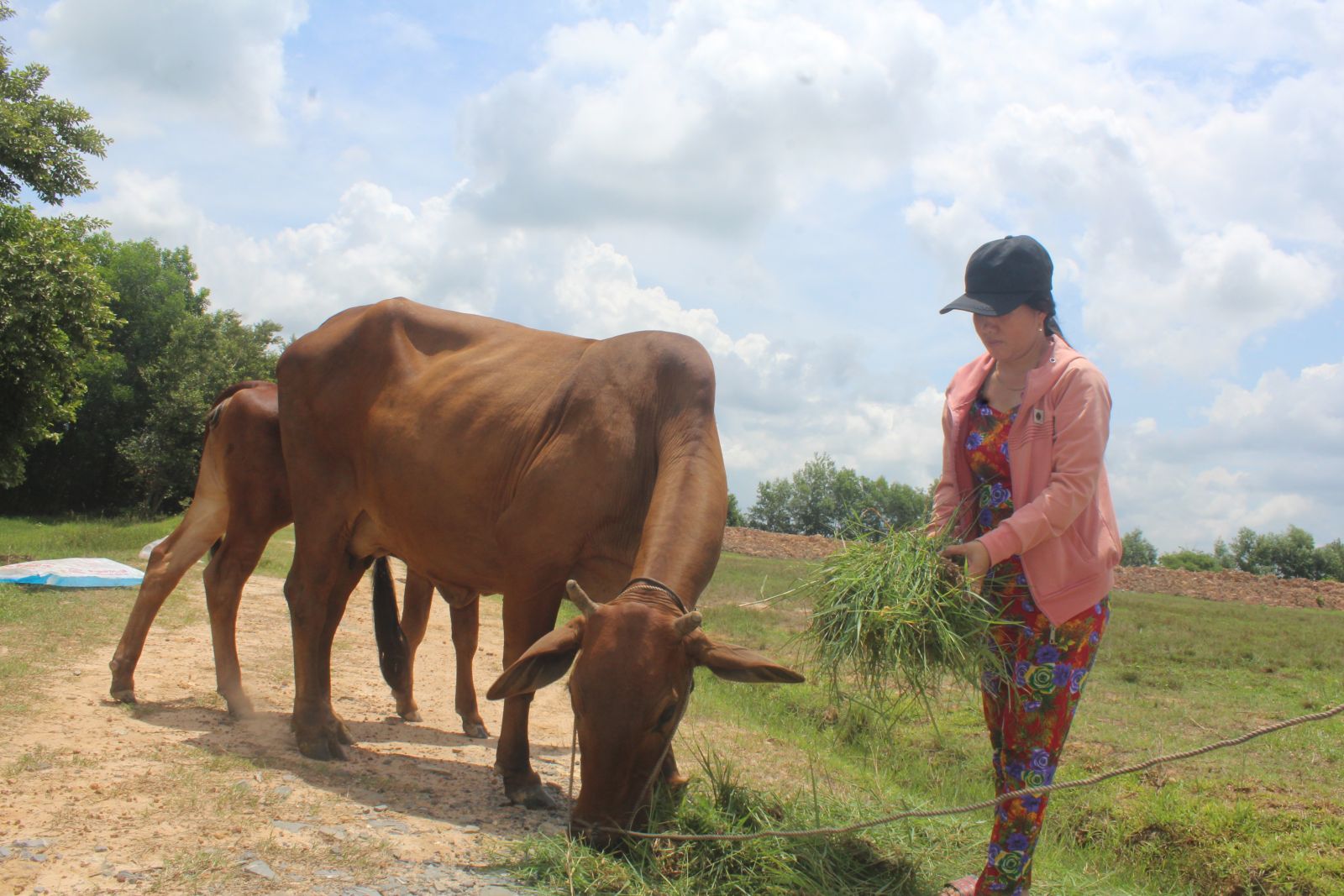 Nhờ nguồn vốn vay ưu đãi từ Ngân hàng Chính sách Xã hội để đầu tư chăn nuôi bò, gia đình chị Hồ Mai Tiến Ngọc xây dựng được căn nhà tường khang trang