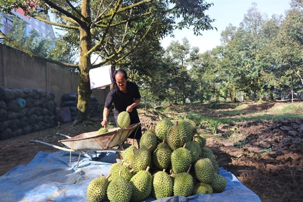 Mekong Delta to expand fruit, seafood production in response to climate change A farmer harvests durian in Tien Giang province’s Cai Lay district. (Photo: VNA)